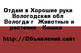 Отдам в Хорошие руки - Вологодская обл., Вологда г. Животные и растения » Кошки   